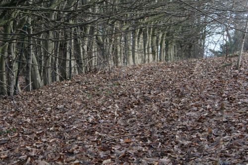 leaves trees autumn