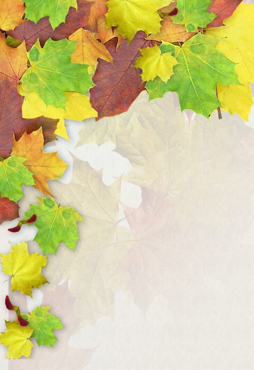 leaves colorful autumn