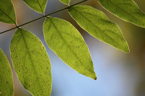 leaves nature macro