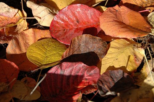 leaves fall colors