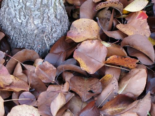 leaves fall leaves tree