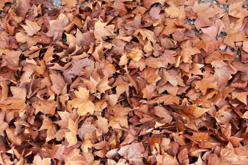 leaves maple brown