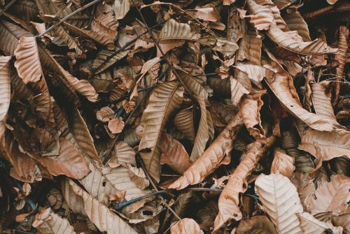 leaves brown ground