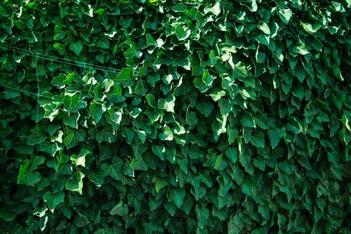 leaves plants green