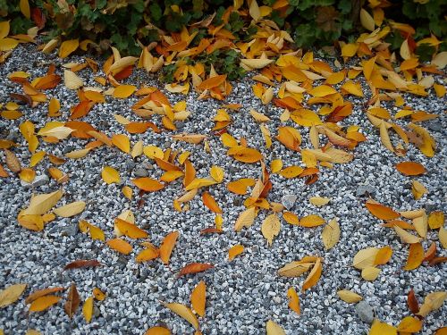 leaves pebble autumn