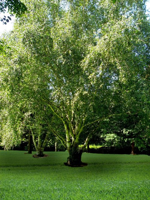 leaves nature tree