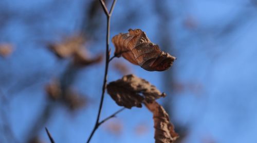 leaves depth of field