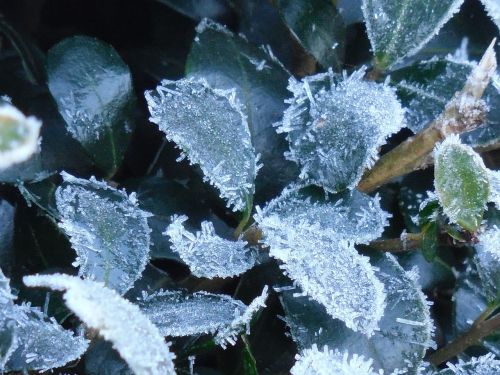 leaves frost nature