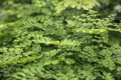 leaves macro detail