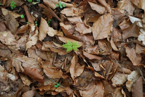 leaves autumn forest floor