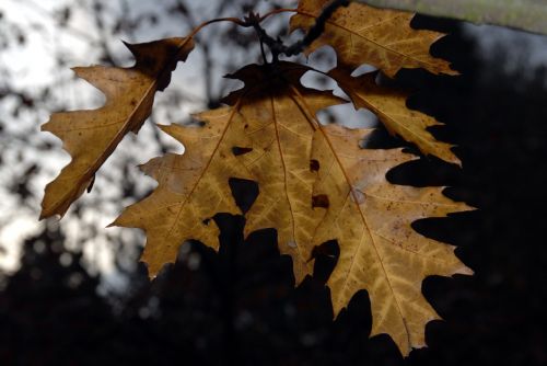 leaves autumn darkness