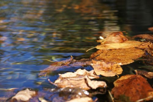 leaves water autumn