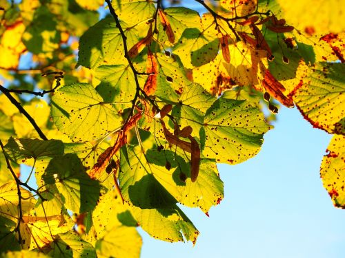 leaves autumn sunny
