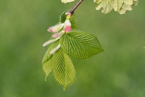 leaves branch hanging elm