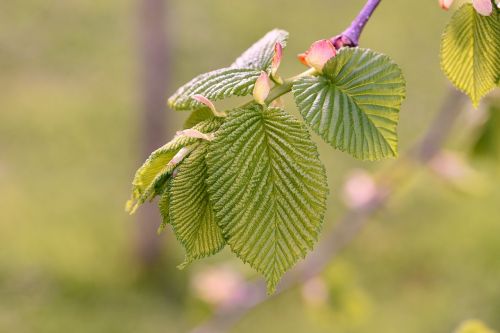 leaves branch hanging elm