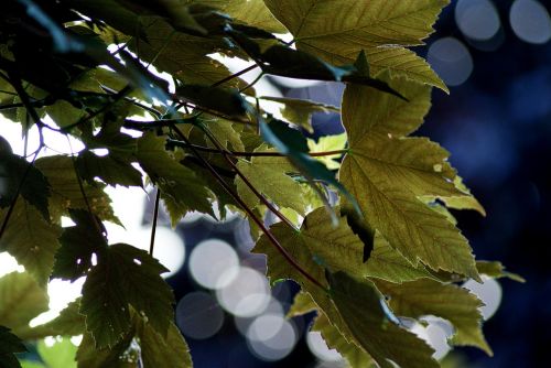 leaves wind blue