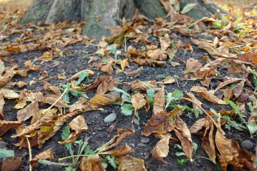 leaves trees nature