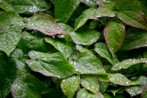 leaves plant drip