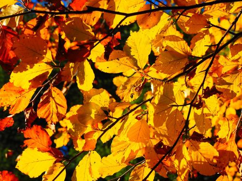 leaves fall foliage golden