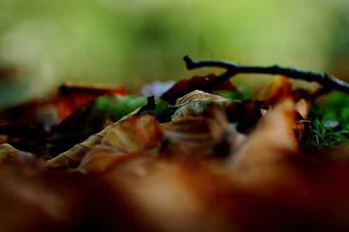 leaves autumn golden autumn