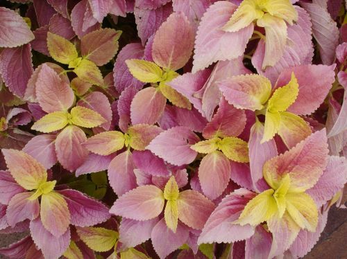 leaves foliage pink