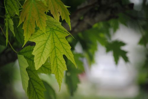 leaves green tree