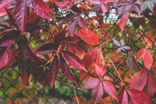 leaves red autumn