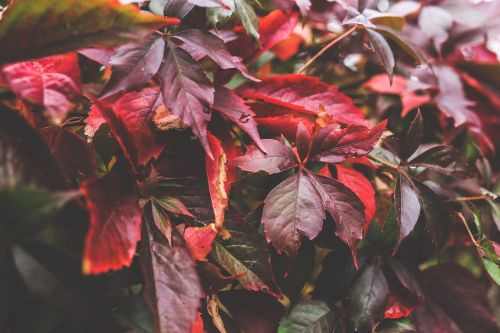 leaves red autumn