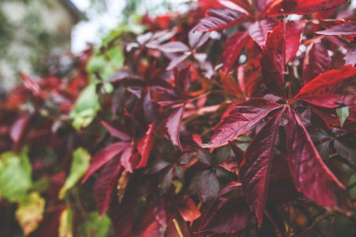 leaves red leaf