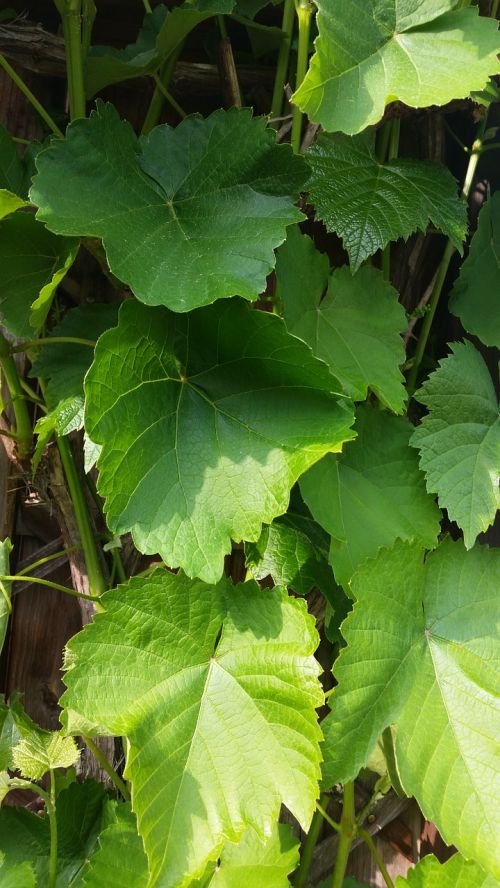 leaves wine green