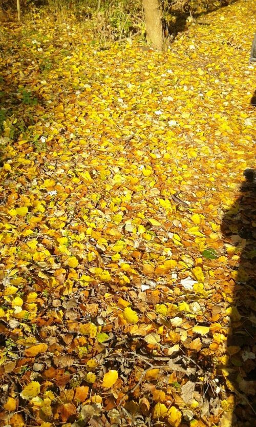 leaves yellow autumn