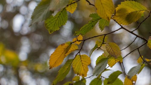 leaves plant depth