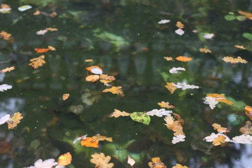 leaves pond water