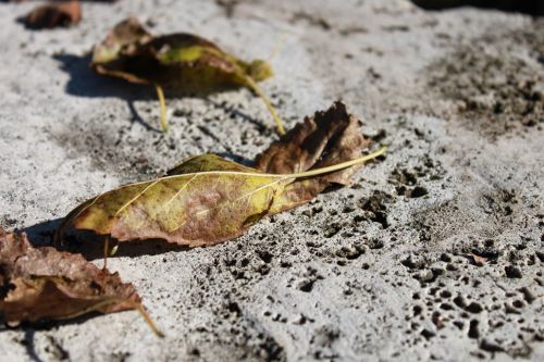 leaves rock stone