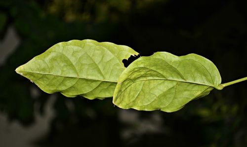 leaves fresh green