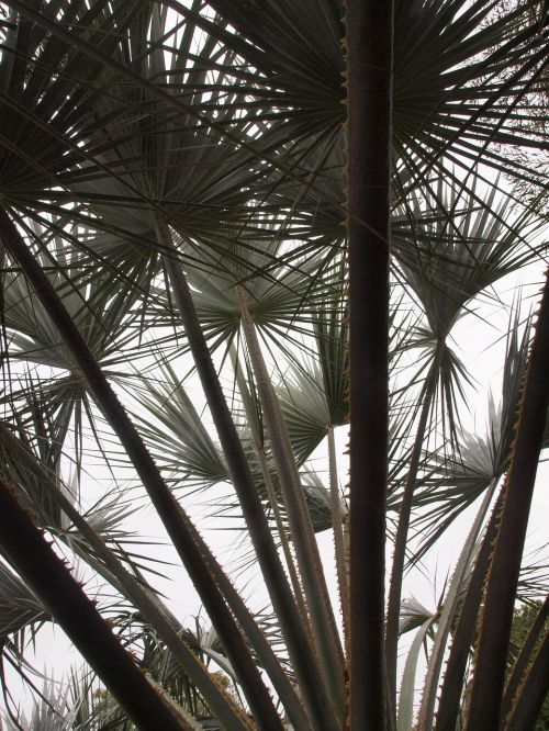 leaves palm palm tree