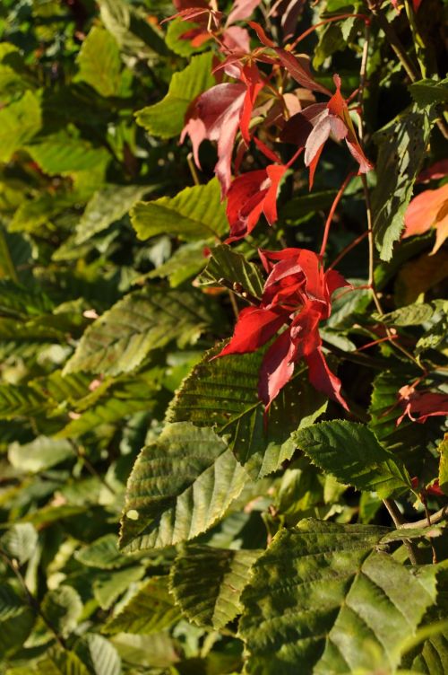 leaves plant fall foliage