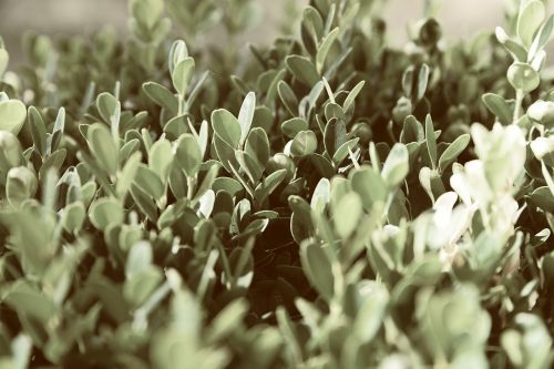 leaves plant flora