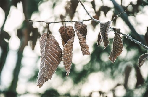 leaves winter cold