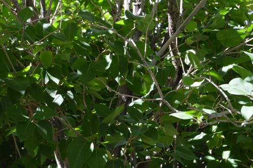 leaves green nature