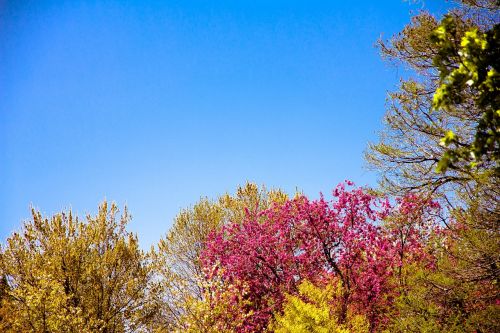 leaves sky flowers