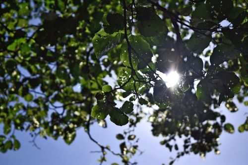 leaves summer sun