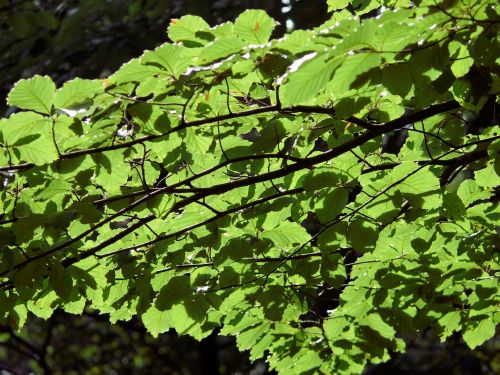 leaves tree sunlight