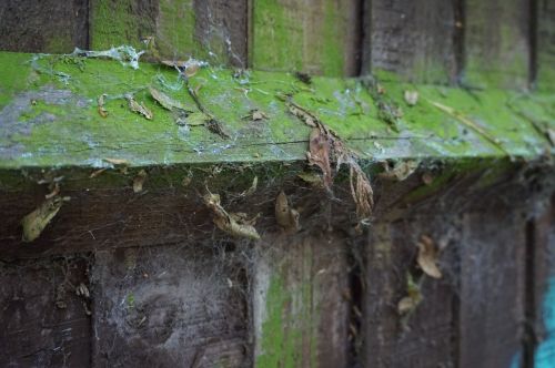 leaves green fence