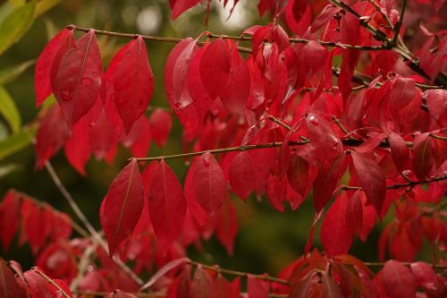 leaves red autumn