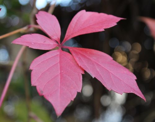 leaves red wild