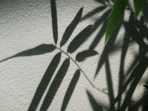 leaves wall silhouette