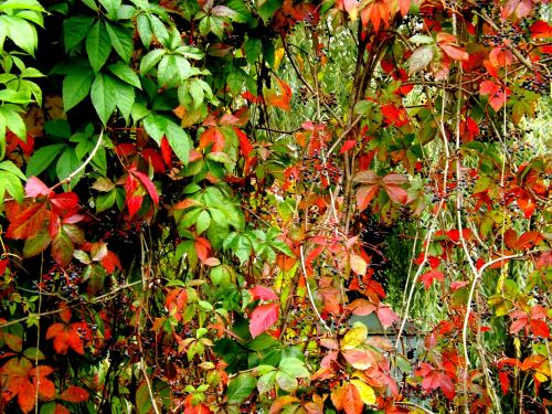 red autumn plants