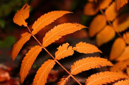 leaves tree plant