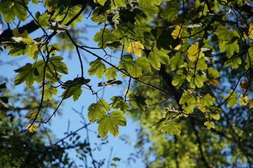 leaves aesthetic green